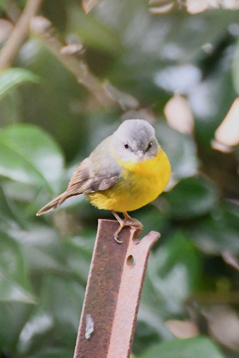 Eastern Yellow Robin - ML620480171