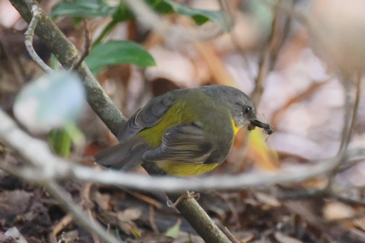 Eastern Yellow Robin - ML620480174