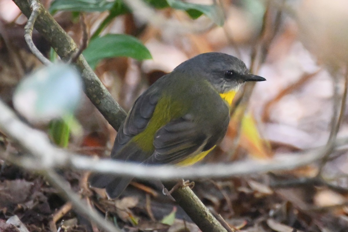 Eastern Yellow Robin - ML620480176