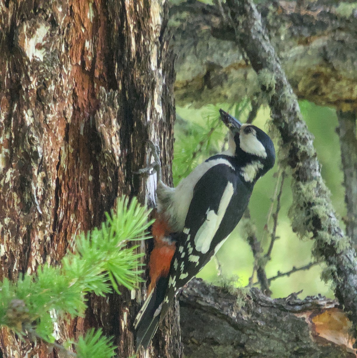 Great Spotted Woodpecker - ML620480177