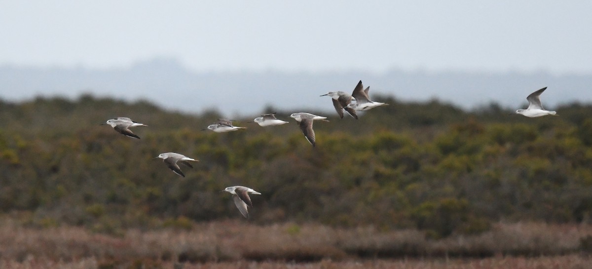 Common Greenshank - ML620480179