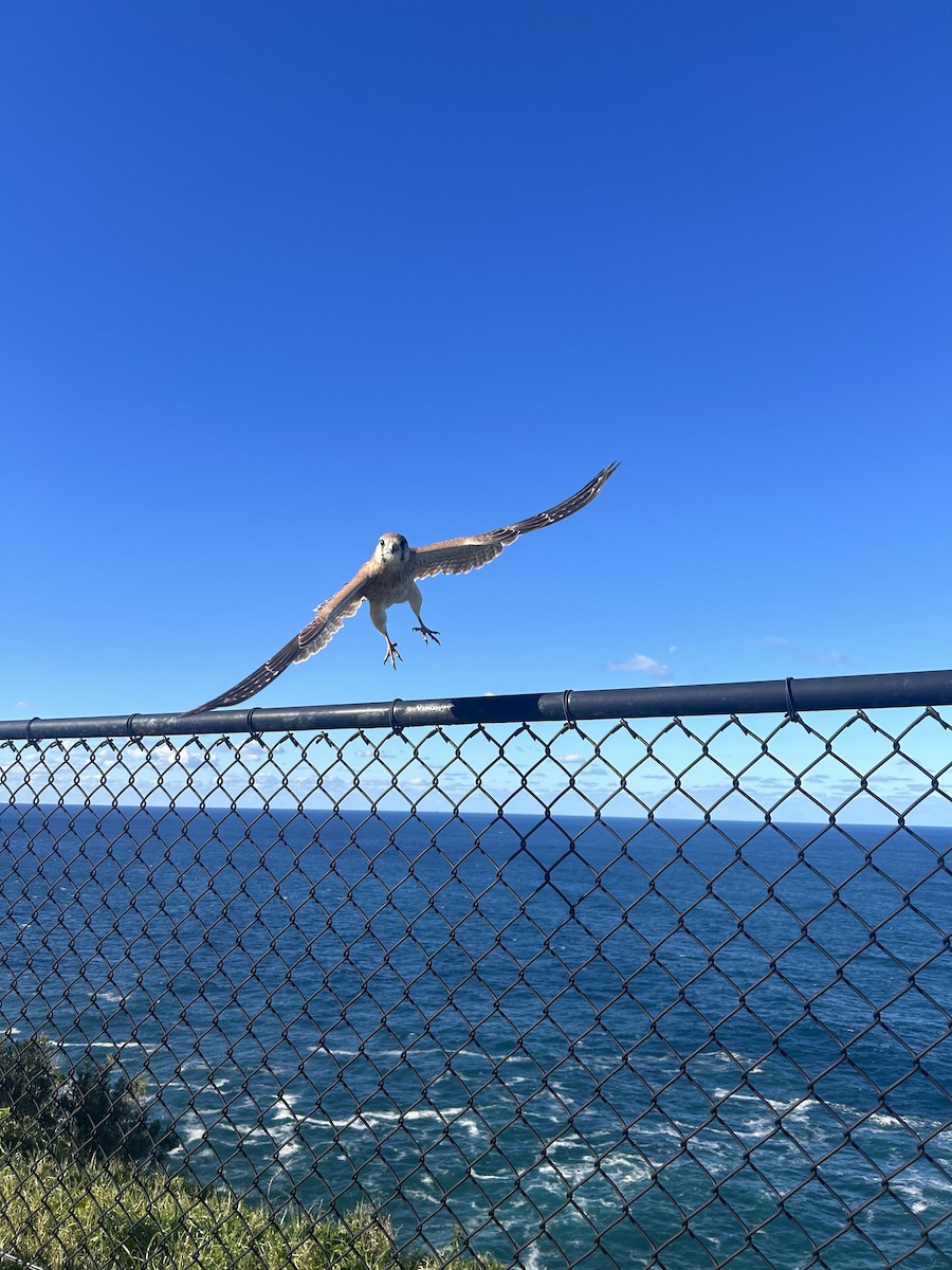 Nankeen Kestrel - ML620480181