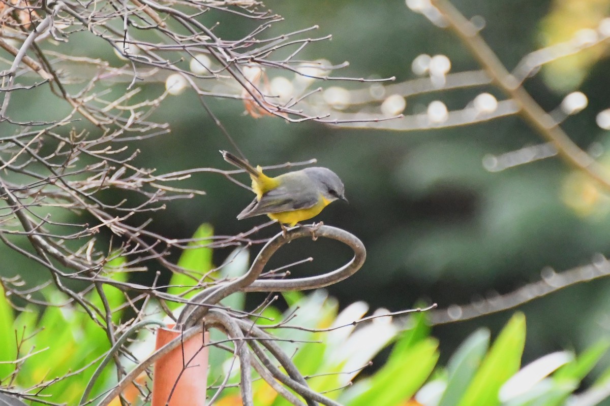 Eastern Yellow Robin - ML620480182