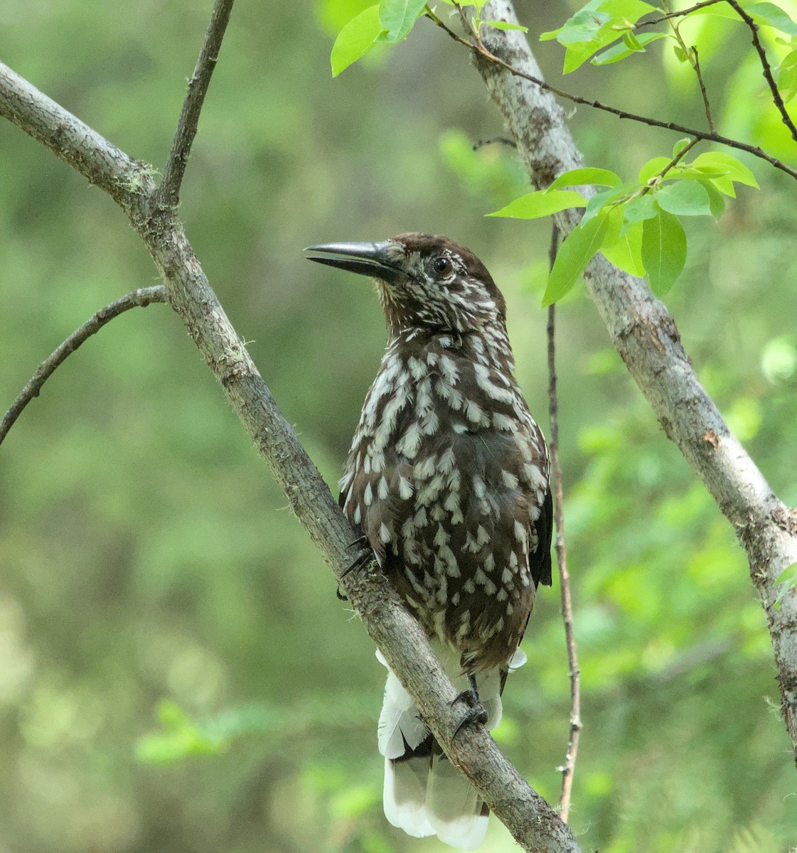 Eurasian Nutcracker - ML620480185