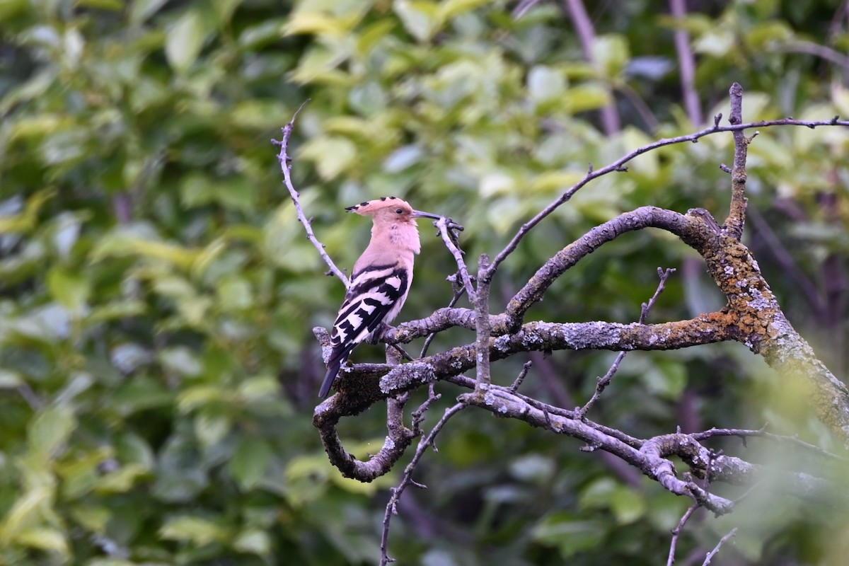 Eurasian Hoopoe - Aditya Pradhan