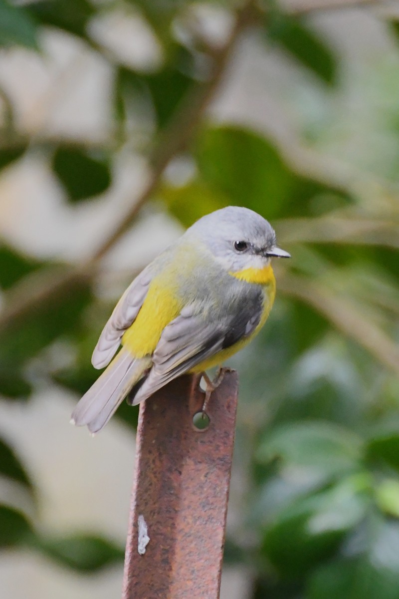 Eastern Yellow Robin - ML620480188