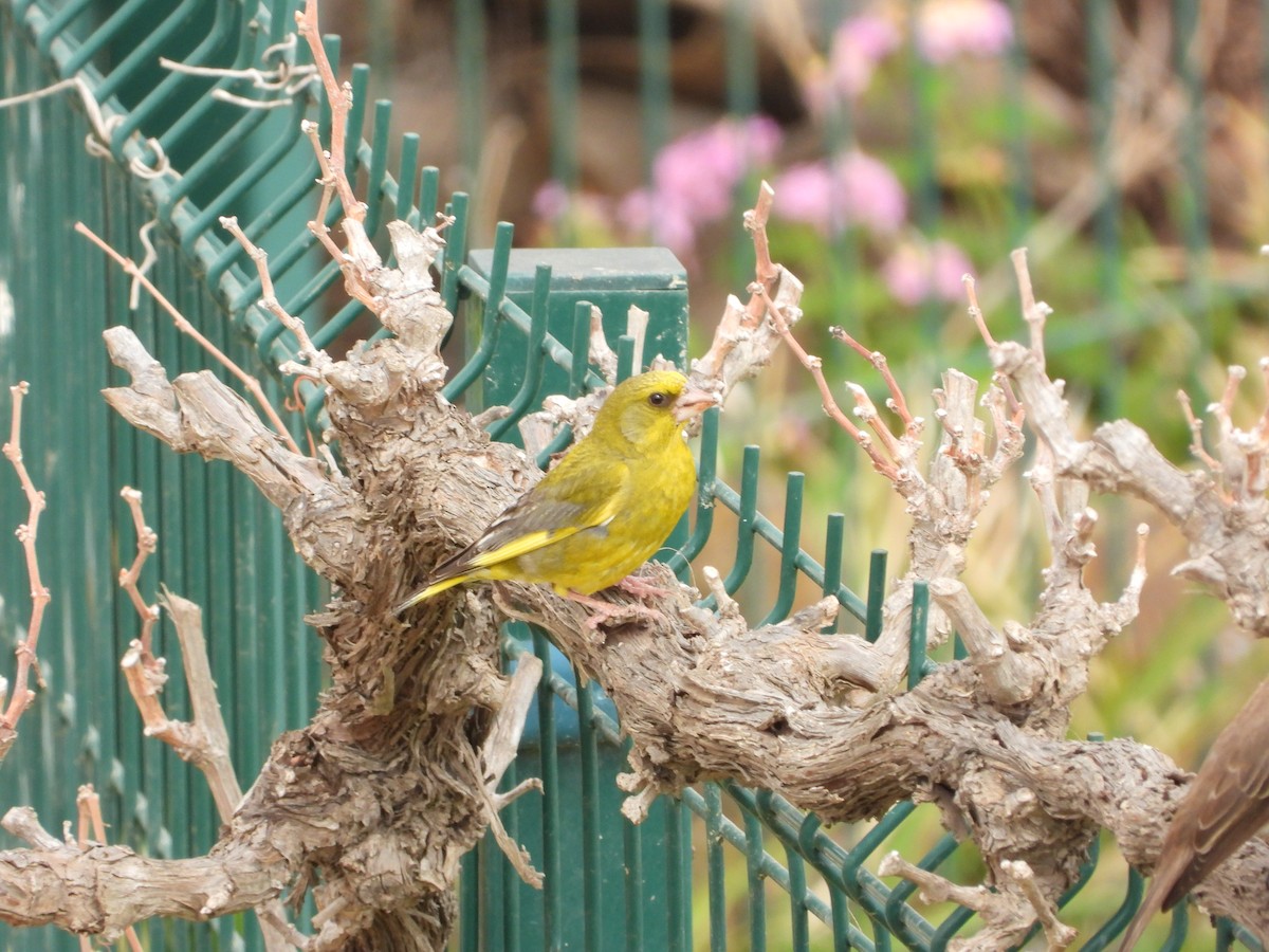 European Greenfinch - ML620480191