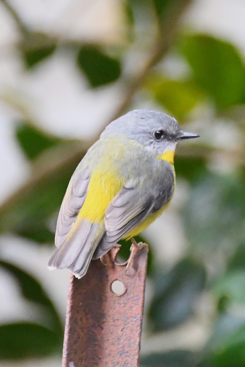 Eastern Yellow Robin - ML620480192