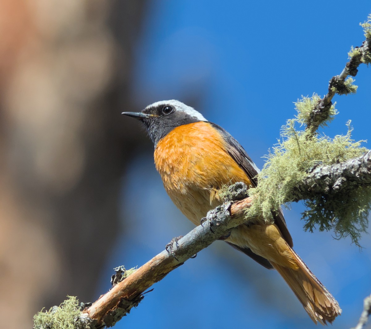 Common Redstart - ML620480198