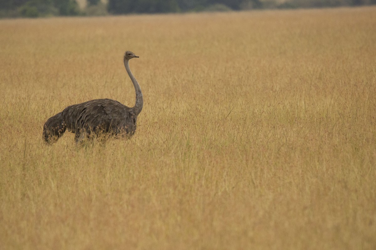 Common Ostrich - ML620480203