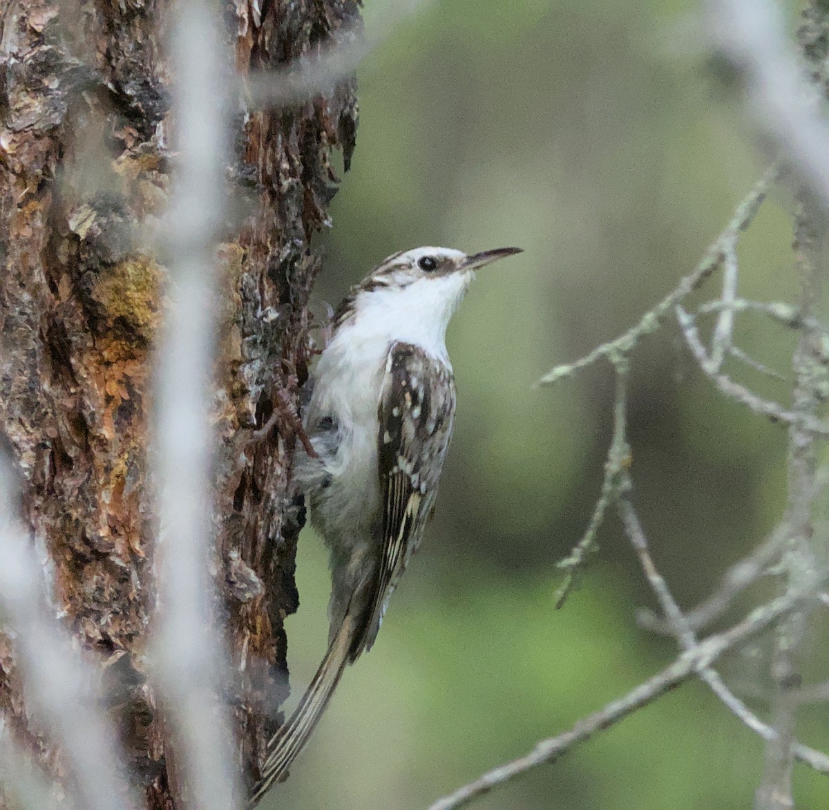 Eurasian Treecreeper - ML620480205