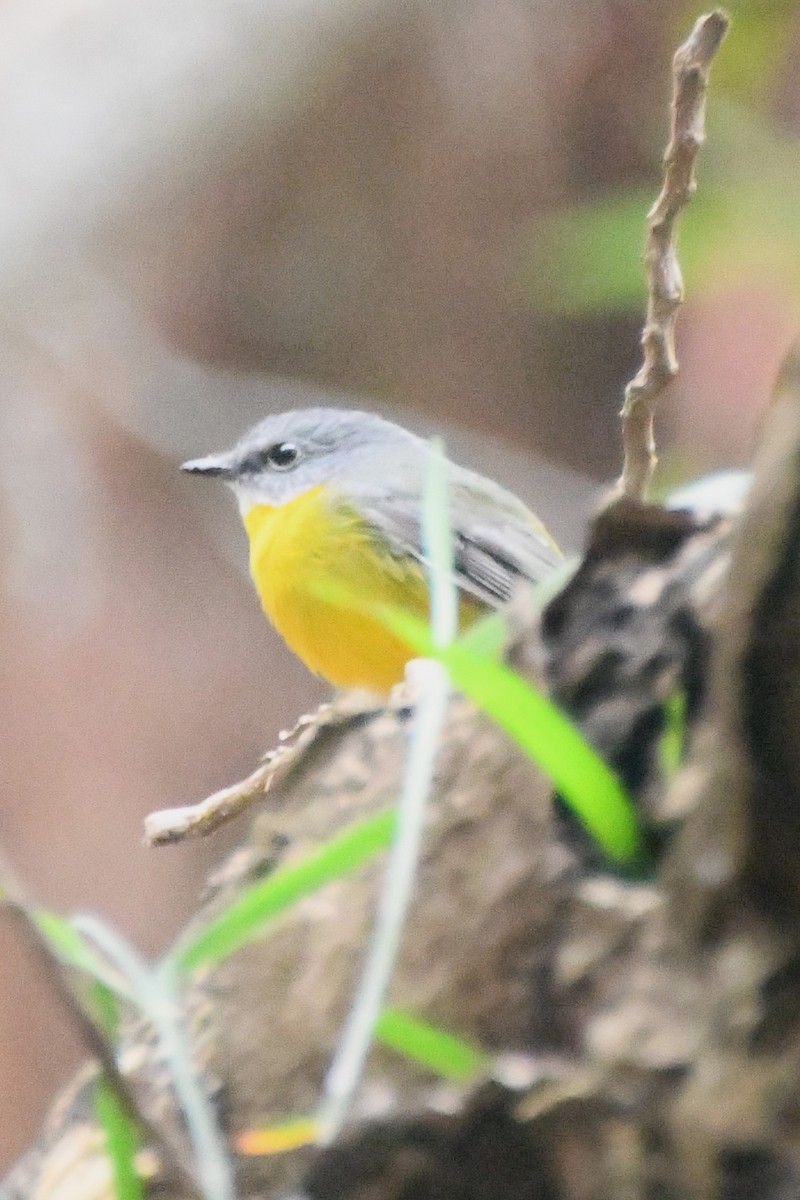 Eastern Yellow Robin - ML620480206