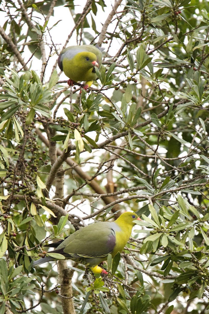 African Green-Pigeon - ML620480208