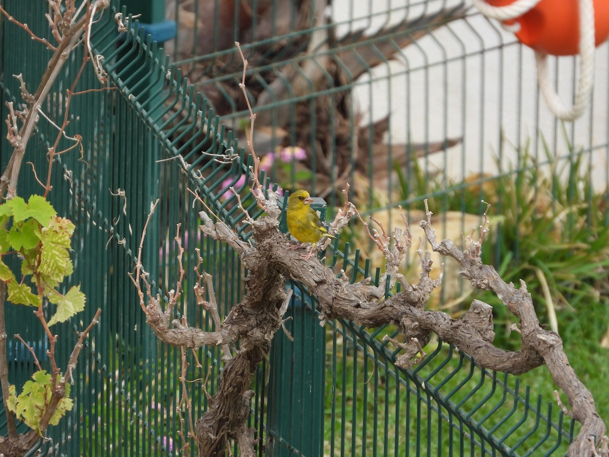 European Greenfinch - ML620480209