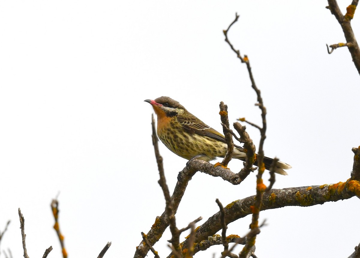 Spiny-cheeked Honeyeater - ML620480210