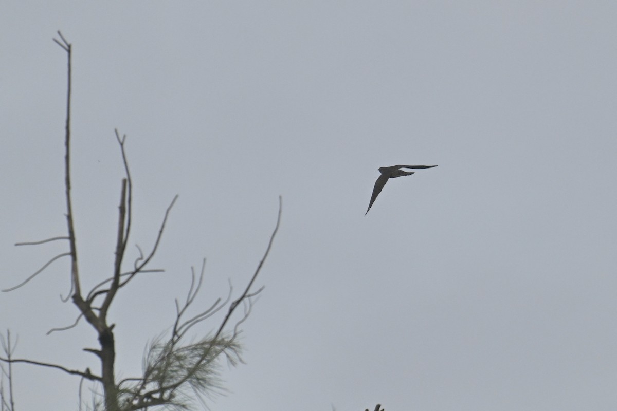 Indian Cuckoo - ML620480211