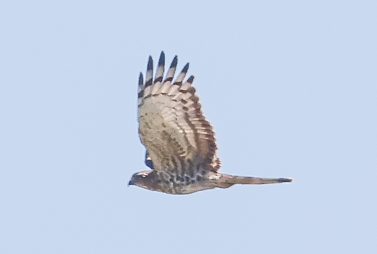 African Cuckoo-Hawk - ML620480212