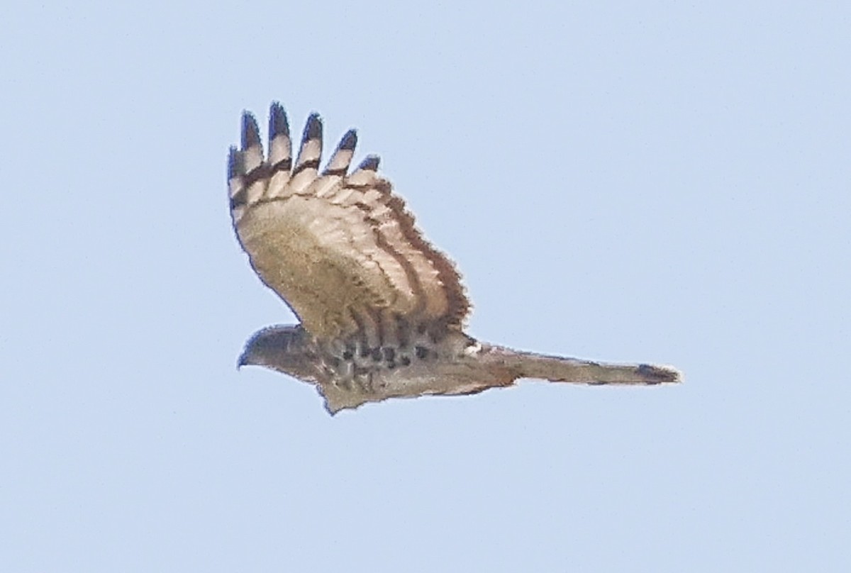 African Cuckoo-Hawk - ML620480213