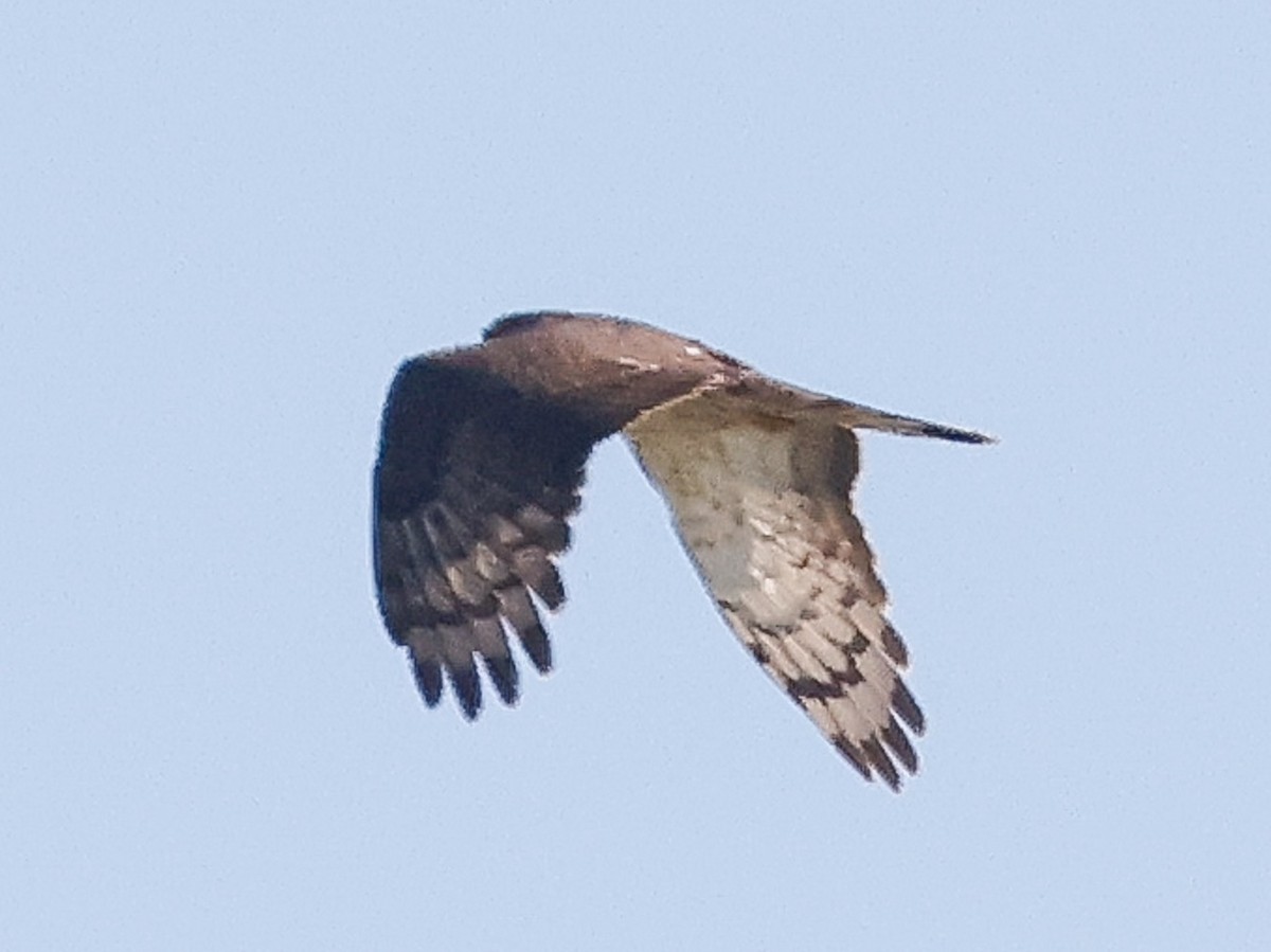African Cuckoo-Hawk - ML620480214