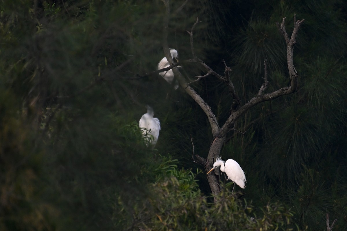 Chinese Egret - Ting-Wei (廷維) HUNG (洪)