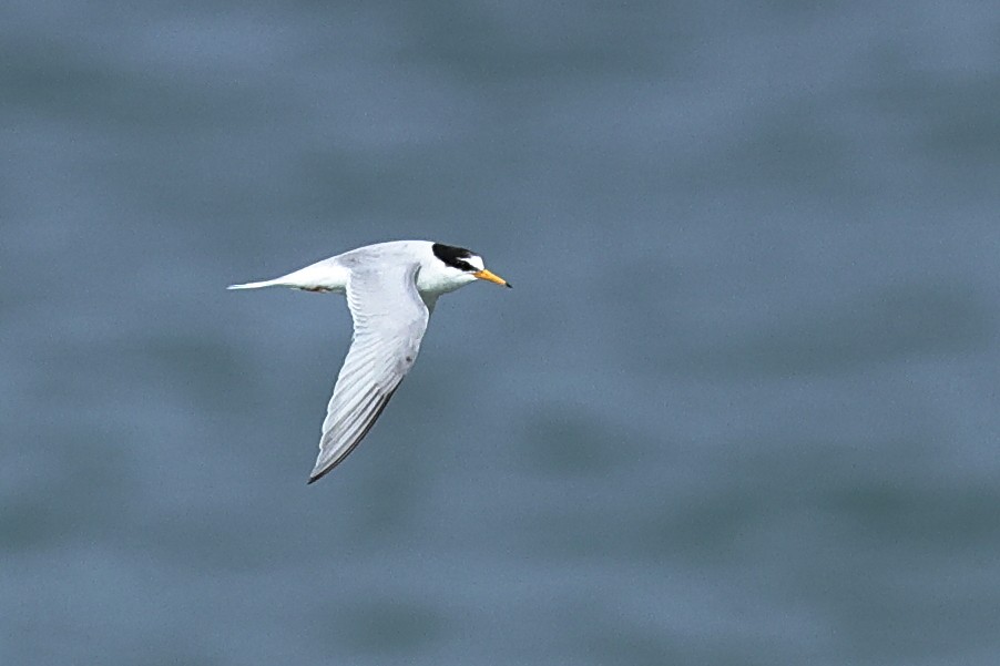 Little Tern - ML620480218