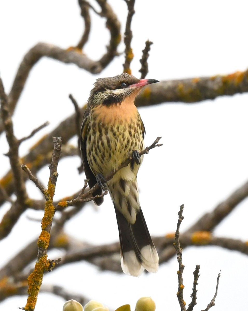 Spiny-cheeked Honeyeater - ML620480221