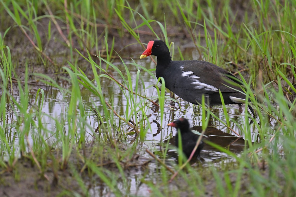 Eurasian Moorhen - ML620480224