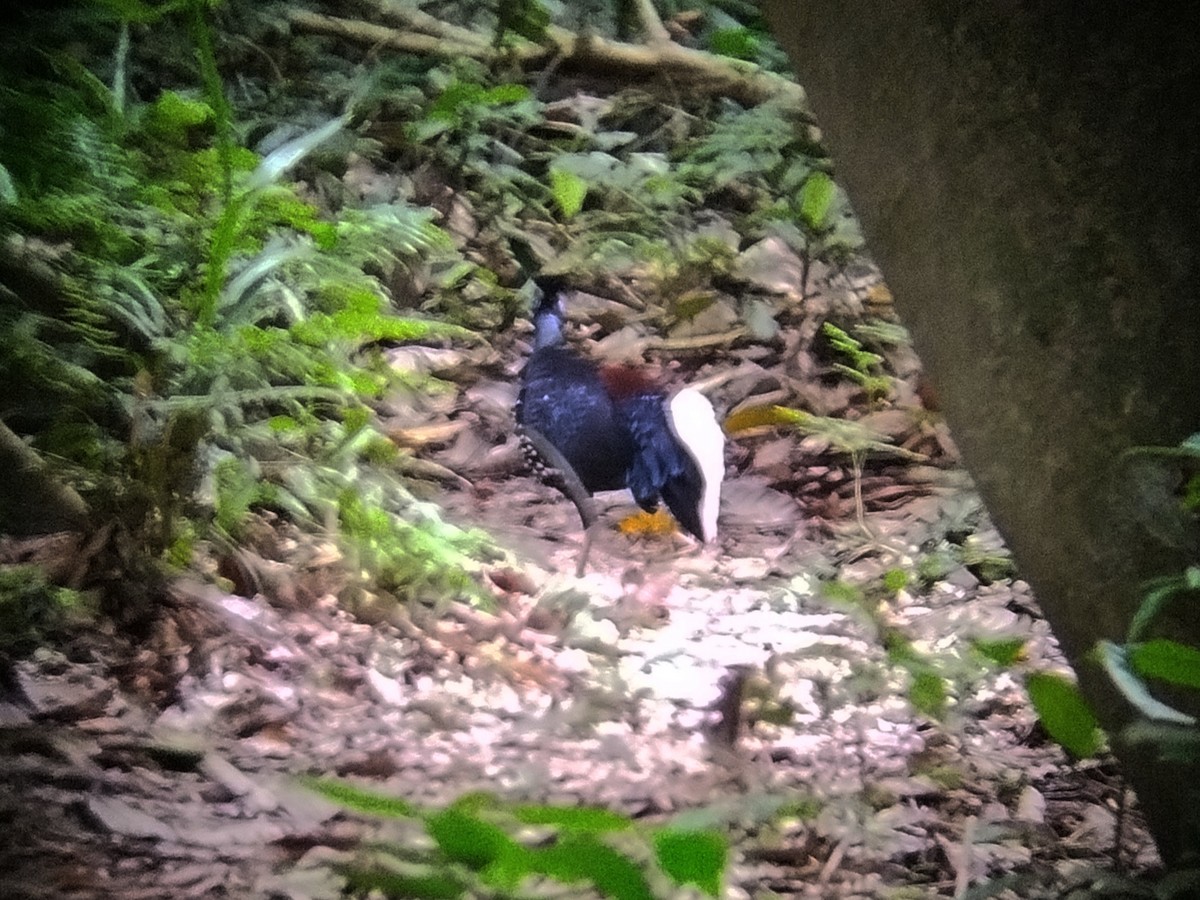 Malayan Crested Fireback - ML620480225