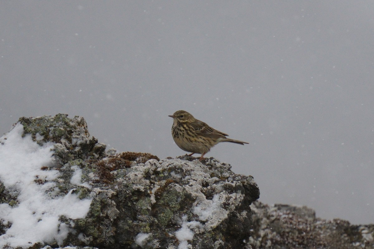 Meadow Pipit - ML620480226