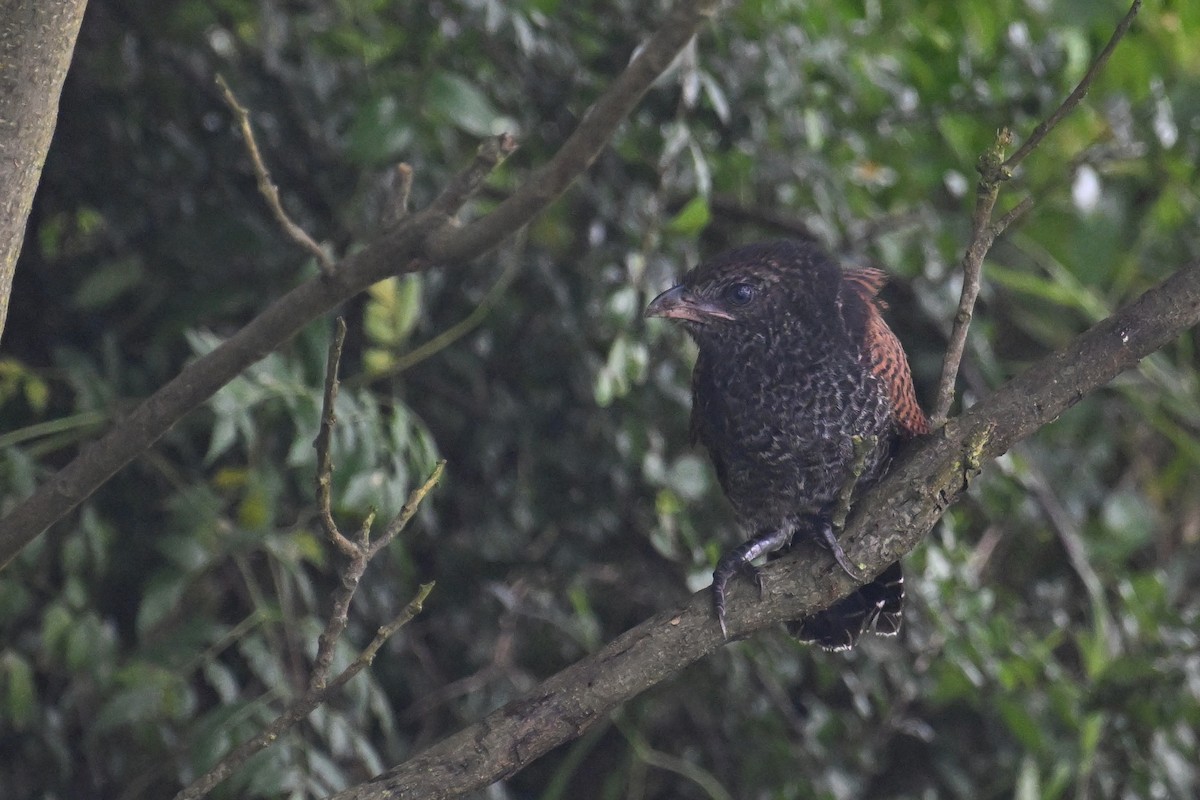 Greater Coucal (Greater) - ML620480227