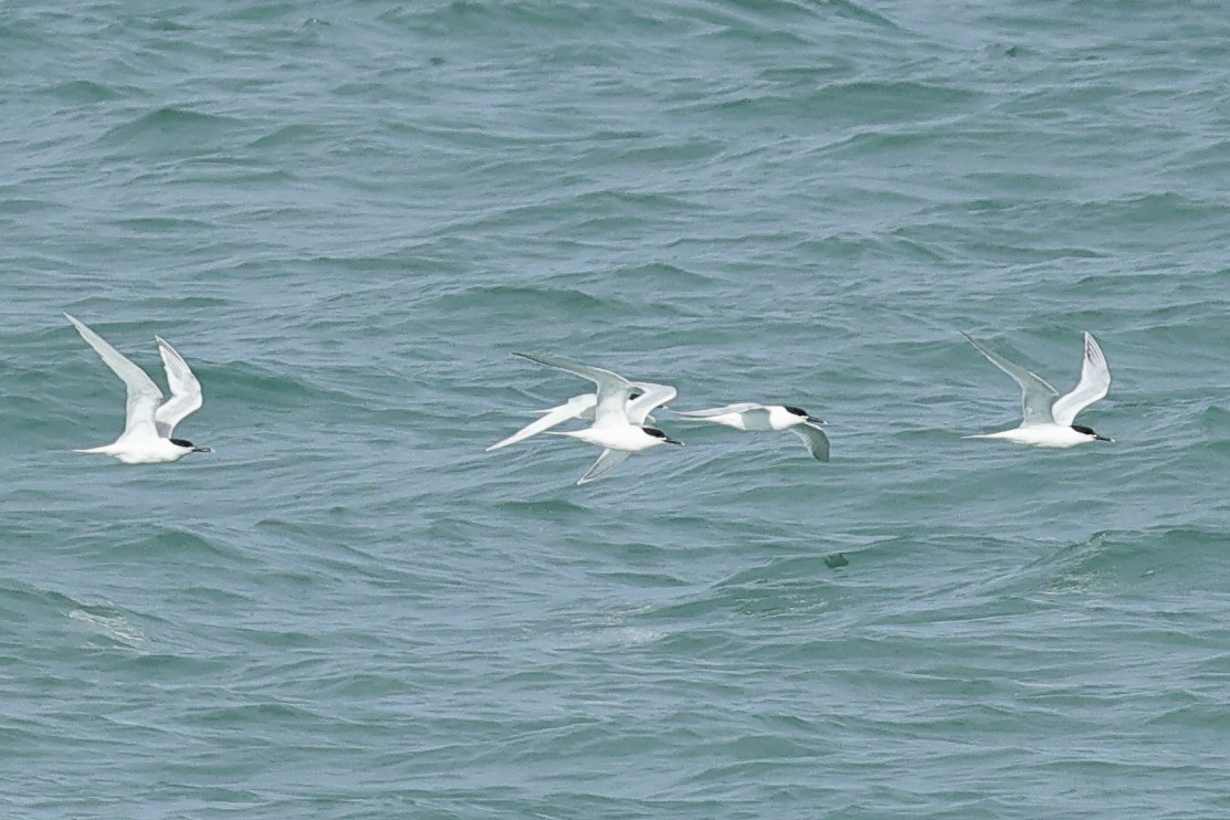 Sandwich Tern (Eurasian) - ML620480228