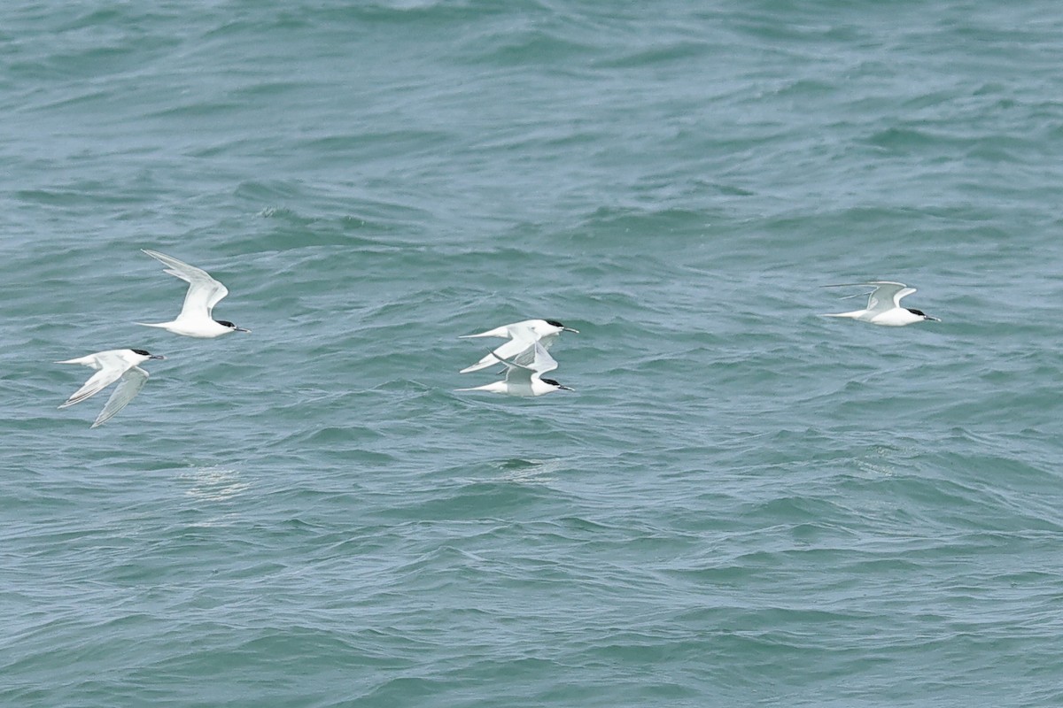 Sandwich Tern (Eurasian) - ML620480230