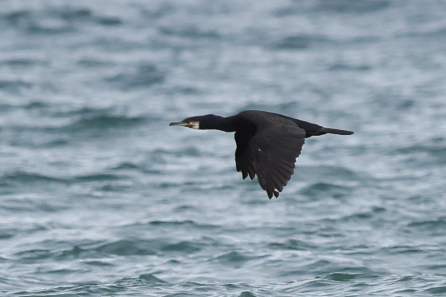 Great Cormorant (North Atlantic) - ML620480233