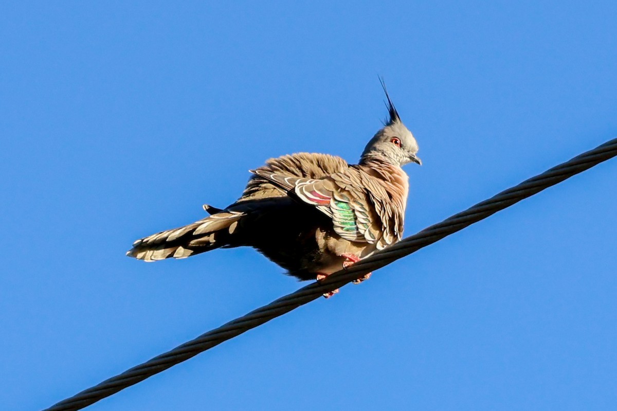 Crested Pigeon - ML620480234