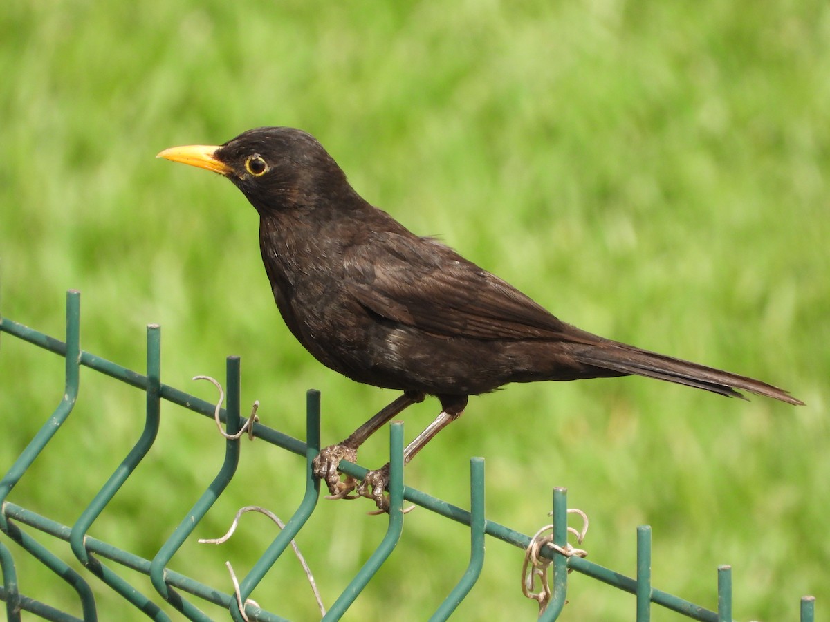 Eurasian Blackbird - ML620480235