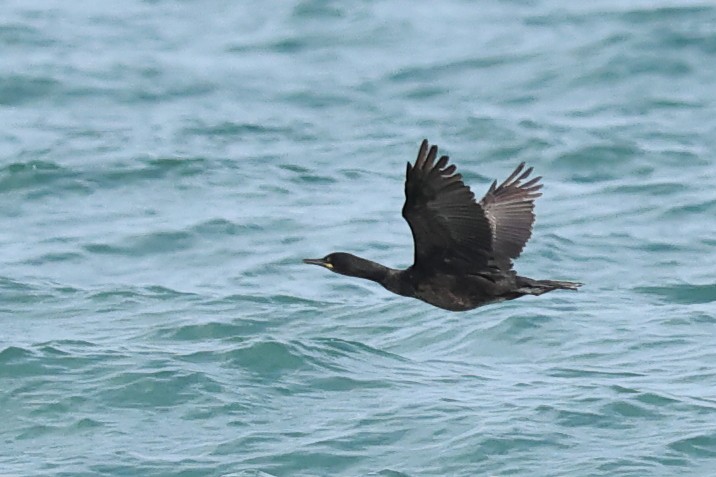 European Shag (Atlantic) - ML620480237