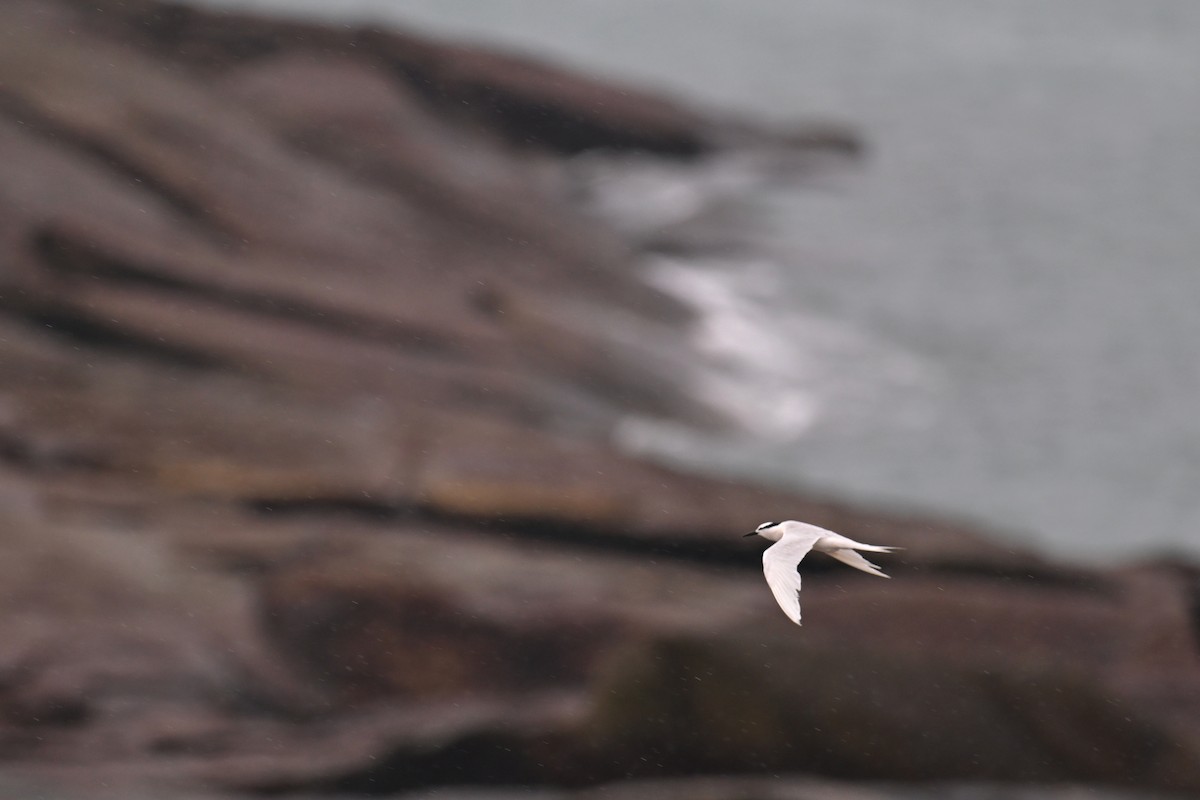 Black-naped Tern - ML620480241