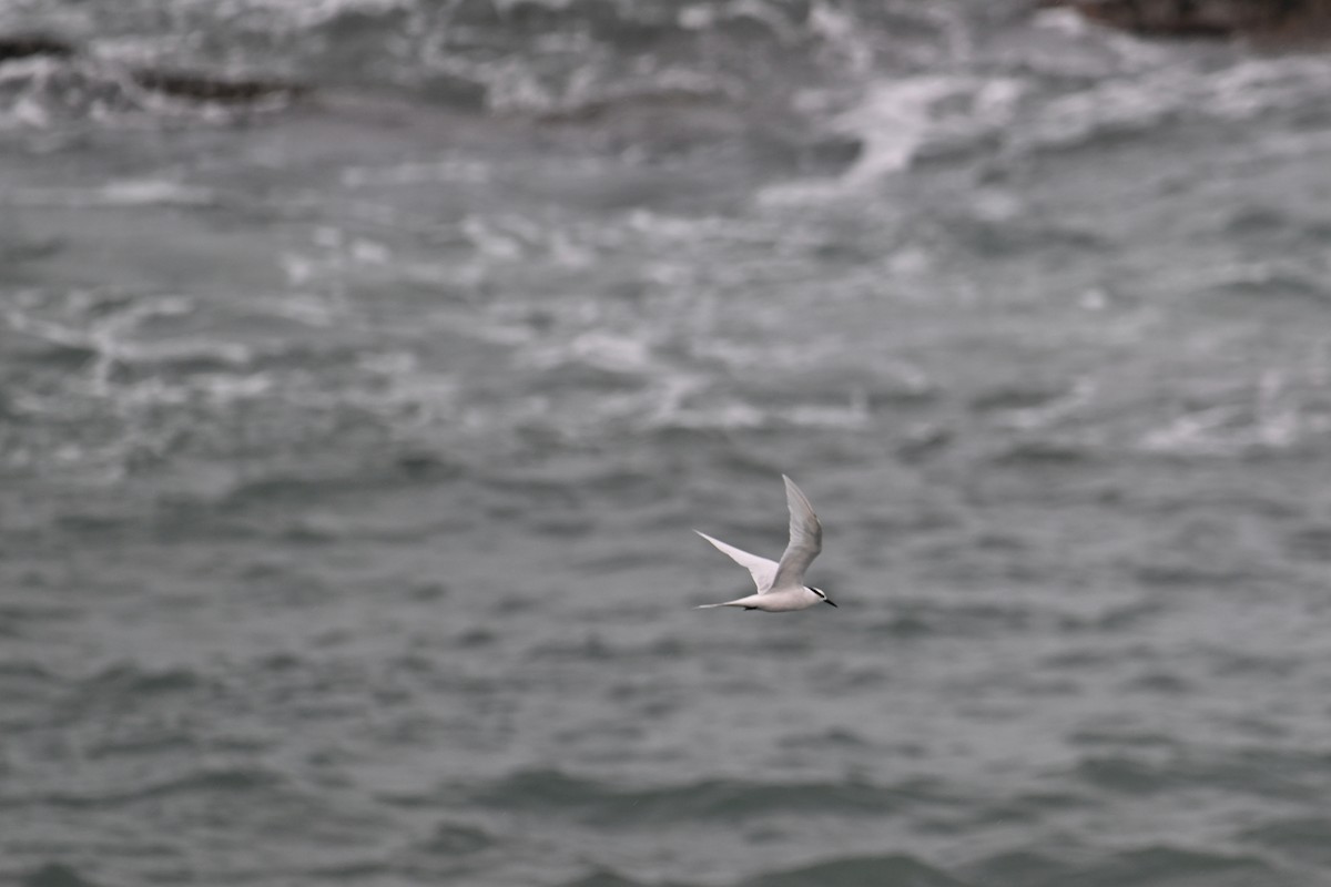 Black-naped Tern - ML620480242