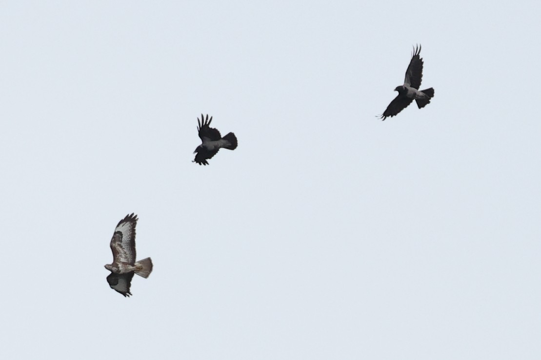 Common Buzzard (Western) - ML620480248