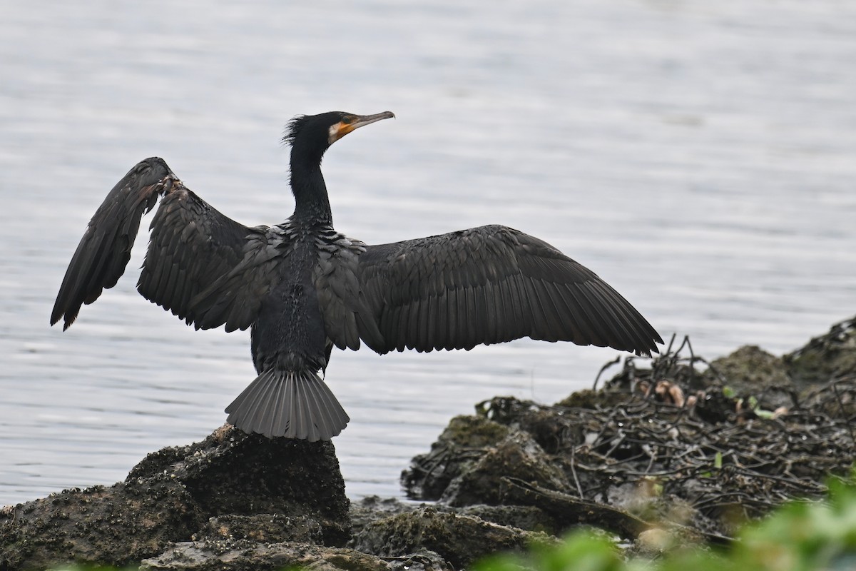 Grand Cormoran (sinensis/hanedae) - ML620480251