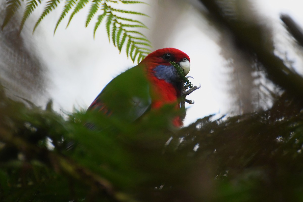 Crimson Rosella - ML620480253