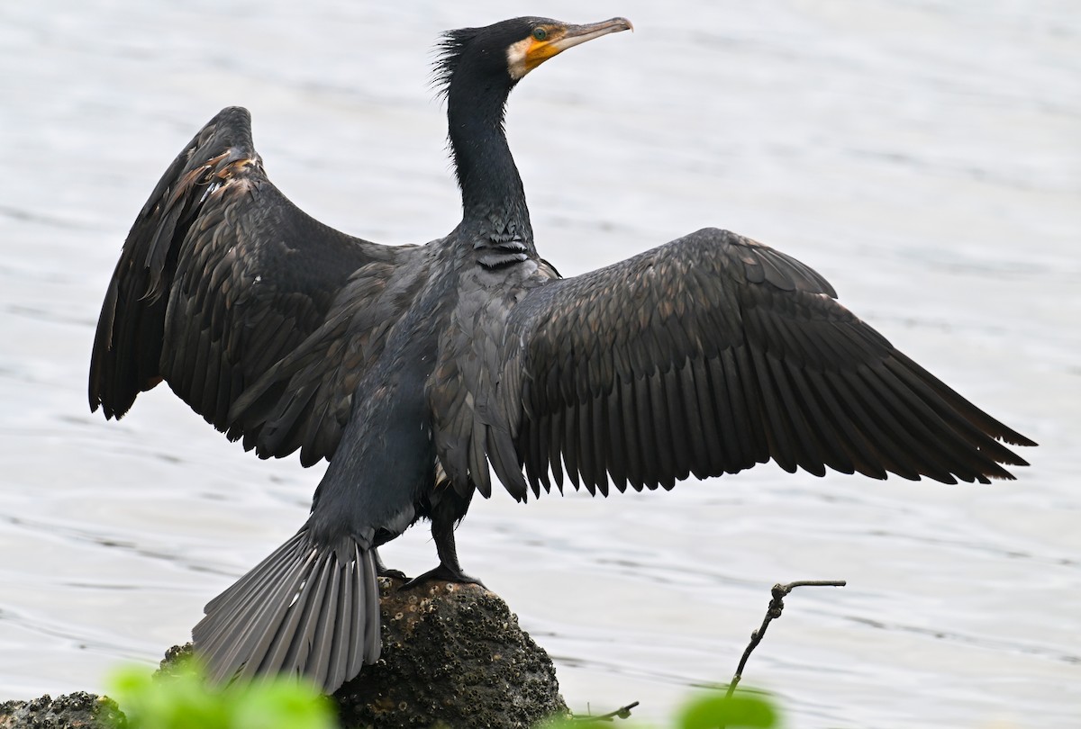 Kormoran (sinensis/hanedae) - ML620480254