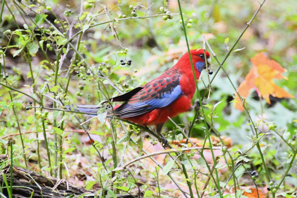 Crimson Rosella - ML620480257