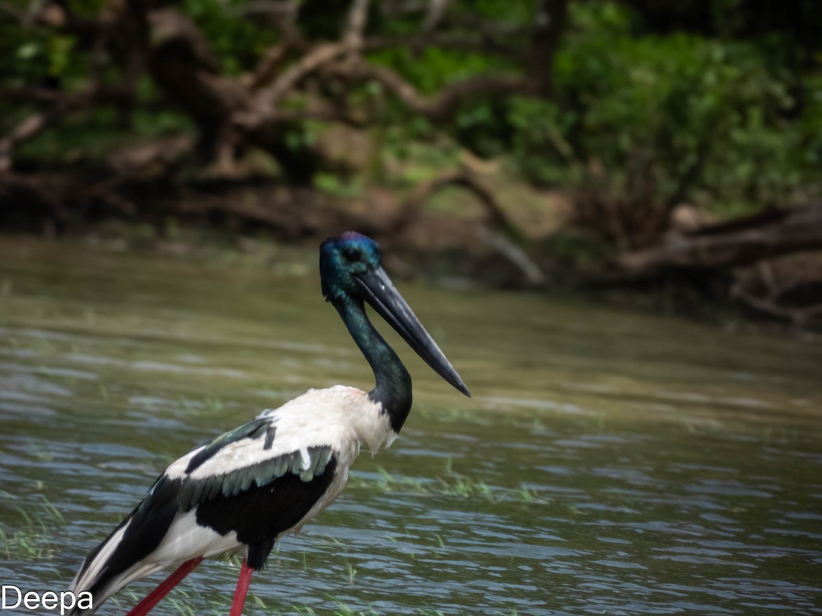 Black-necked Stork - ML620480262