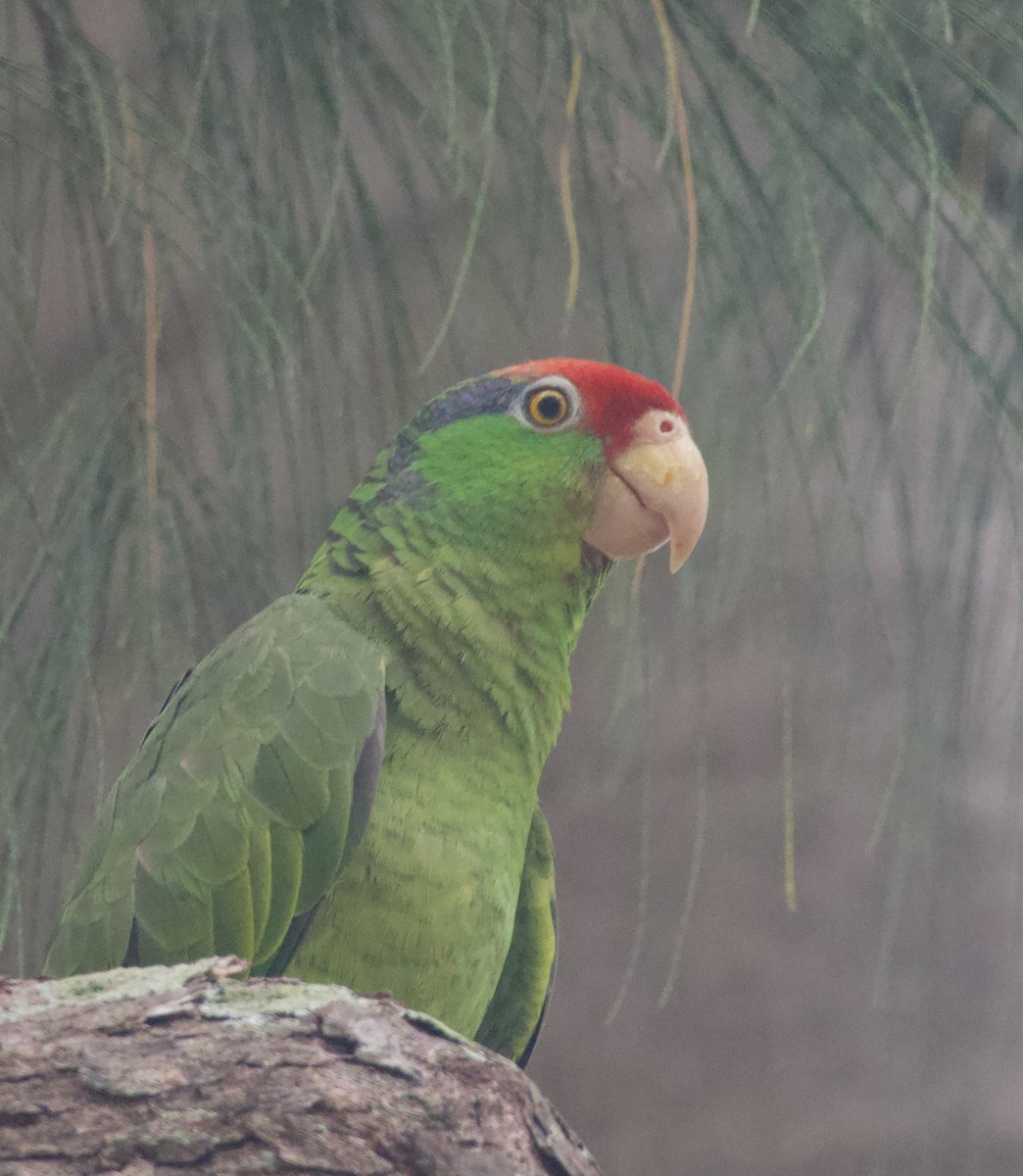 Red-crowned Parrot - ML620480265