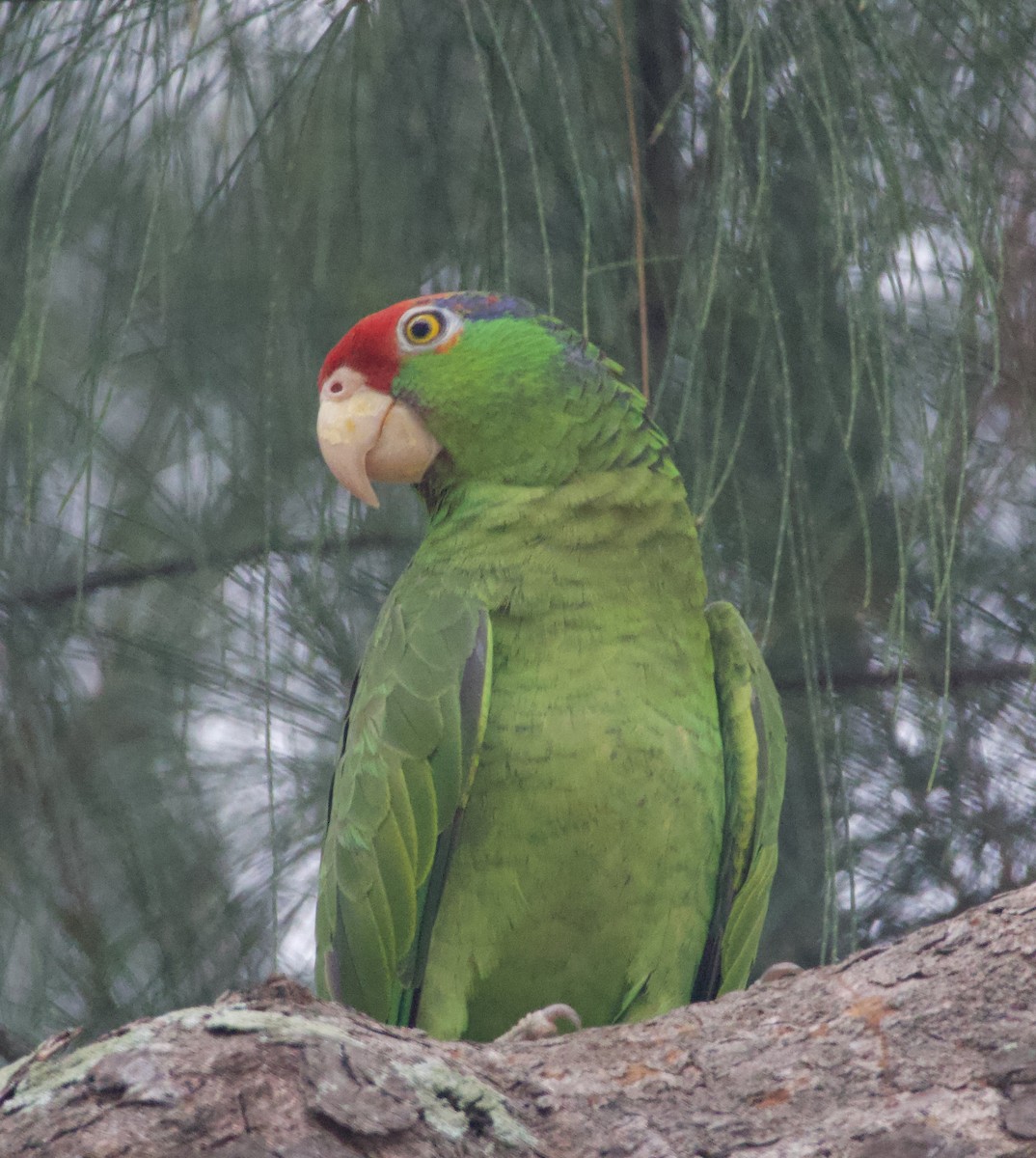 Red-crowned Parrot - Justin Swain