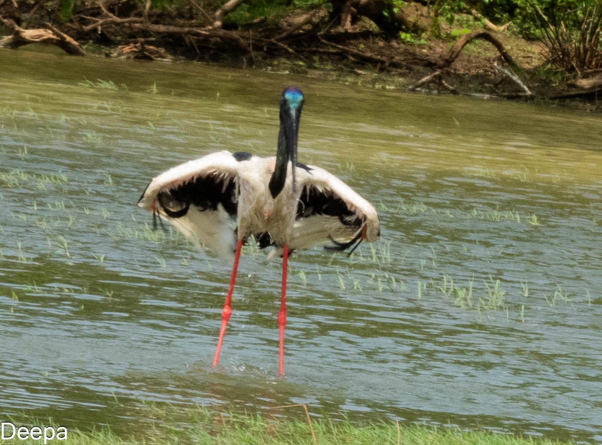 Black-necked Stork - ML620480268