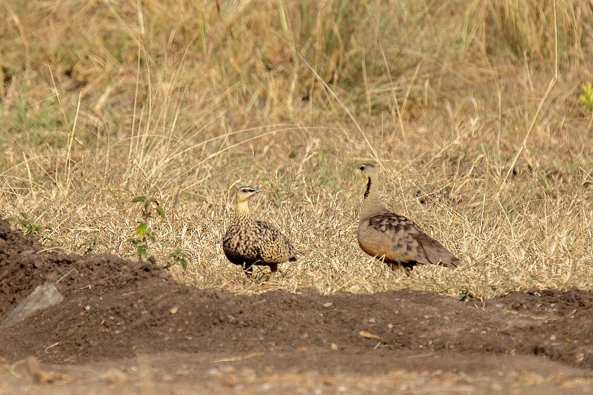 Yellow-throated Sandgrouse - ML620480269