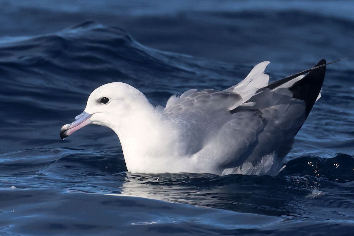 Fulmar argenté - ML620480270