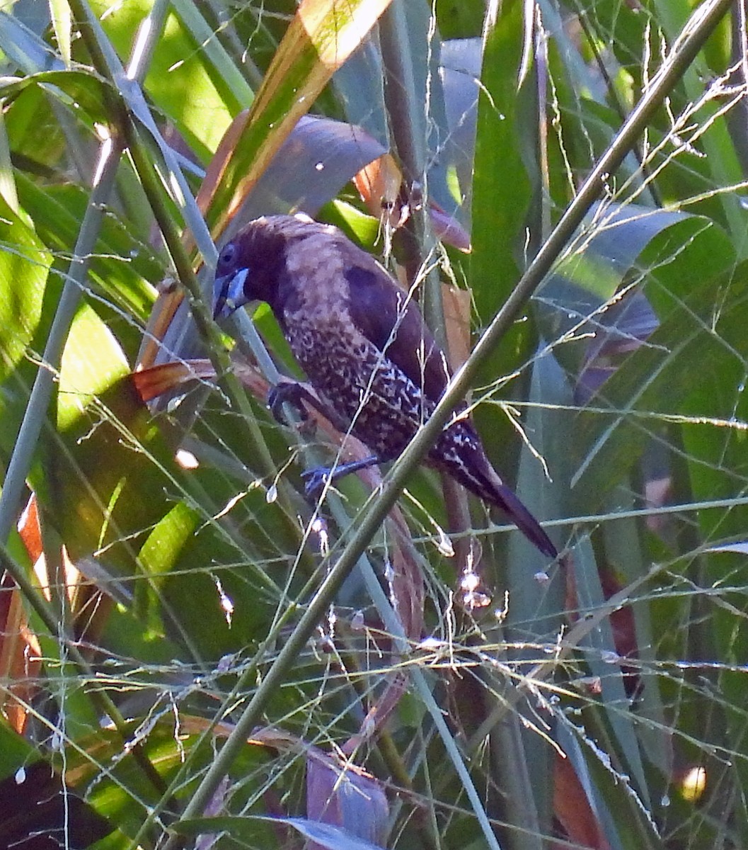 Black-throated Munia - ML620480271